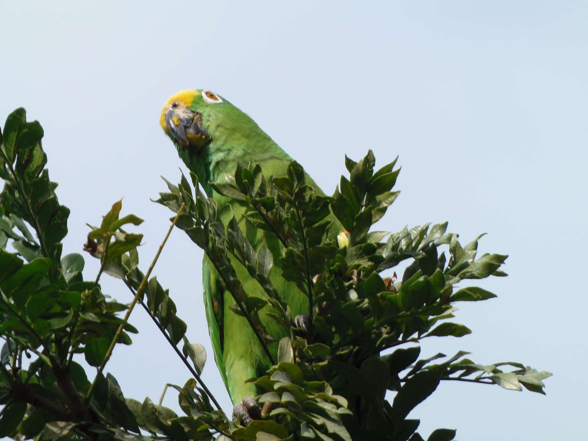 Image of Yellow-crowned Parrot, Yellow-crowned Amazon