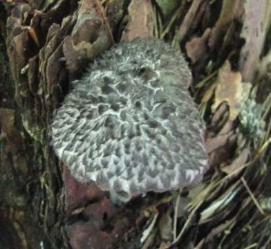 Image of Strobilomyces confusus Singer 1945