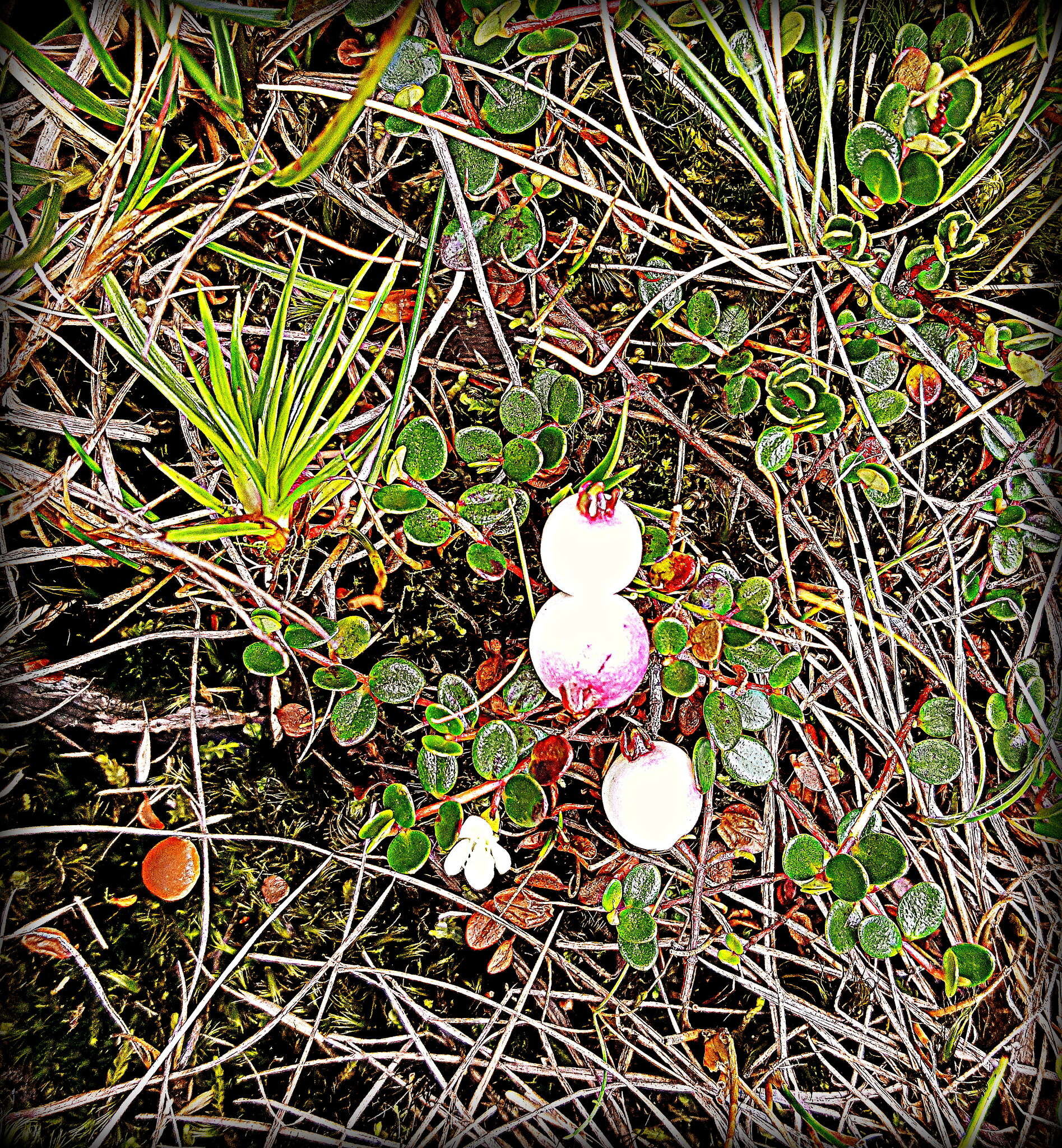 Imagem de Myrteola nummularia (Poir.) O. Berg