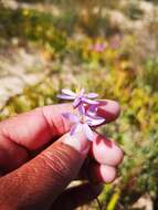 Image of Geissorhiza purpurascens Goldblatt