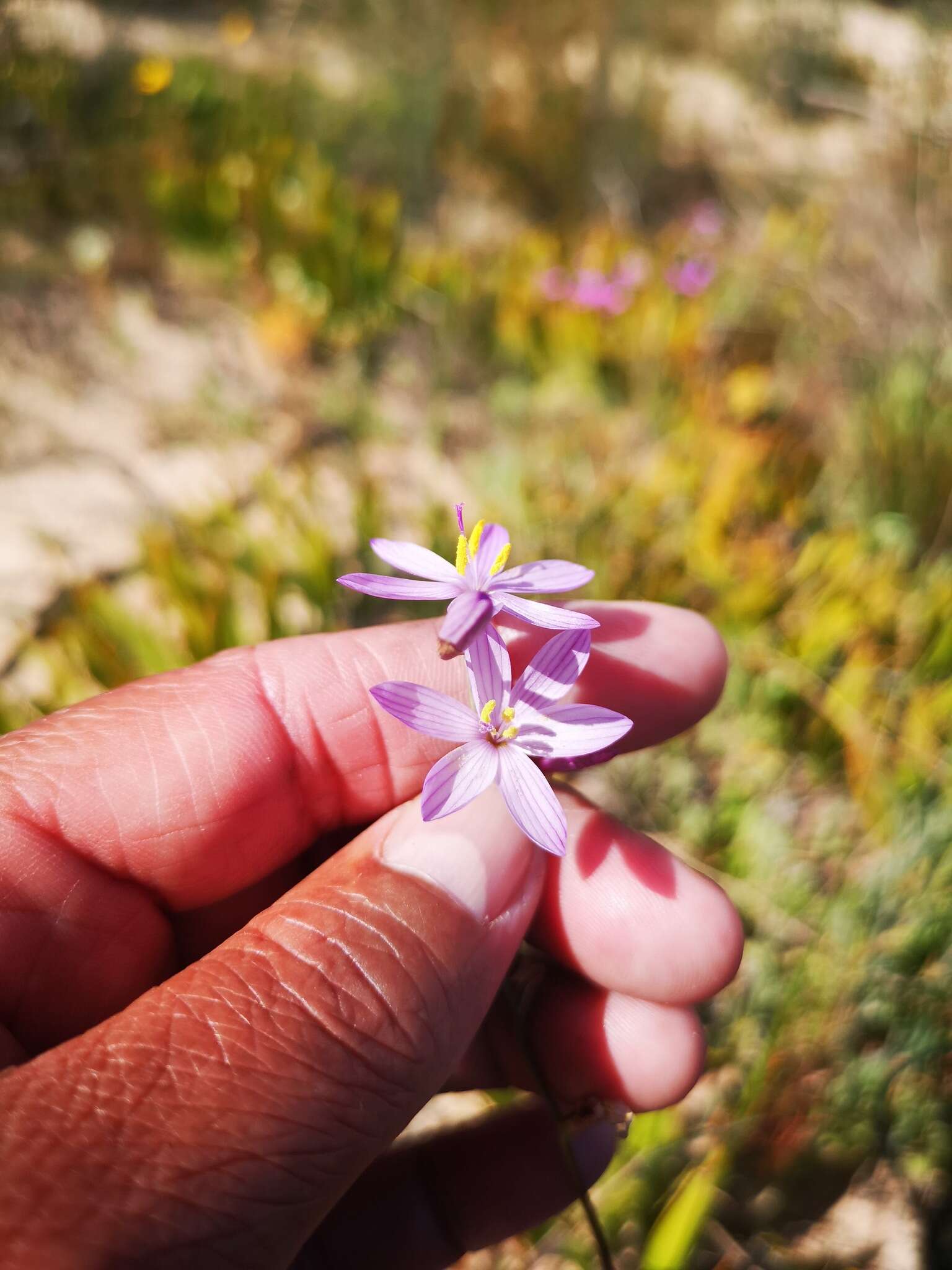 Imagem de Geissorhiza purpurascens Goldblatt