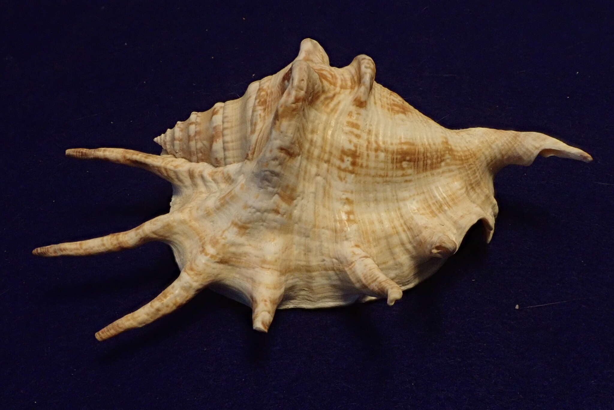 Image of spider conch