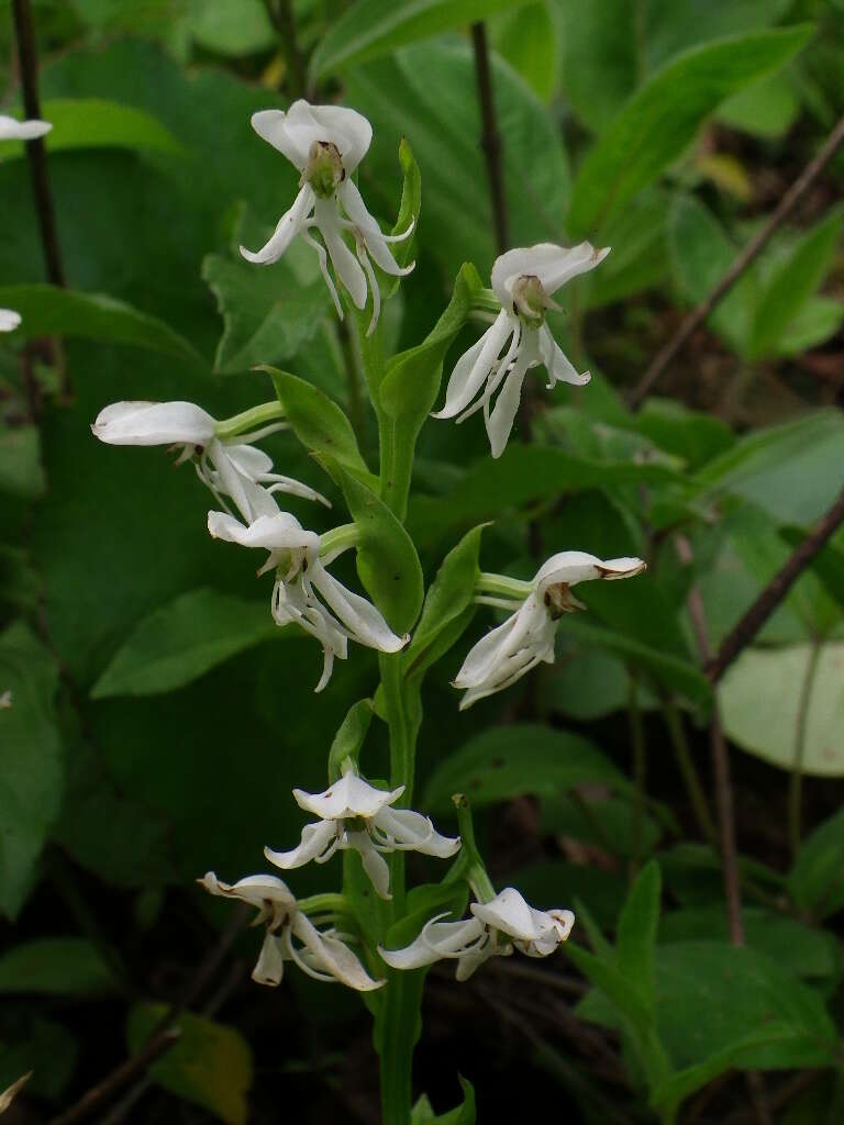 صورة Habenaria entomantha (Lex.) Lindl.