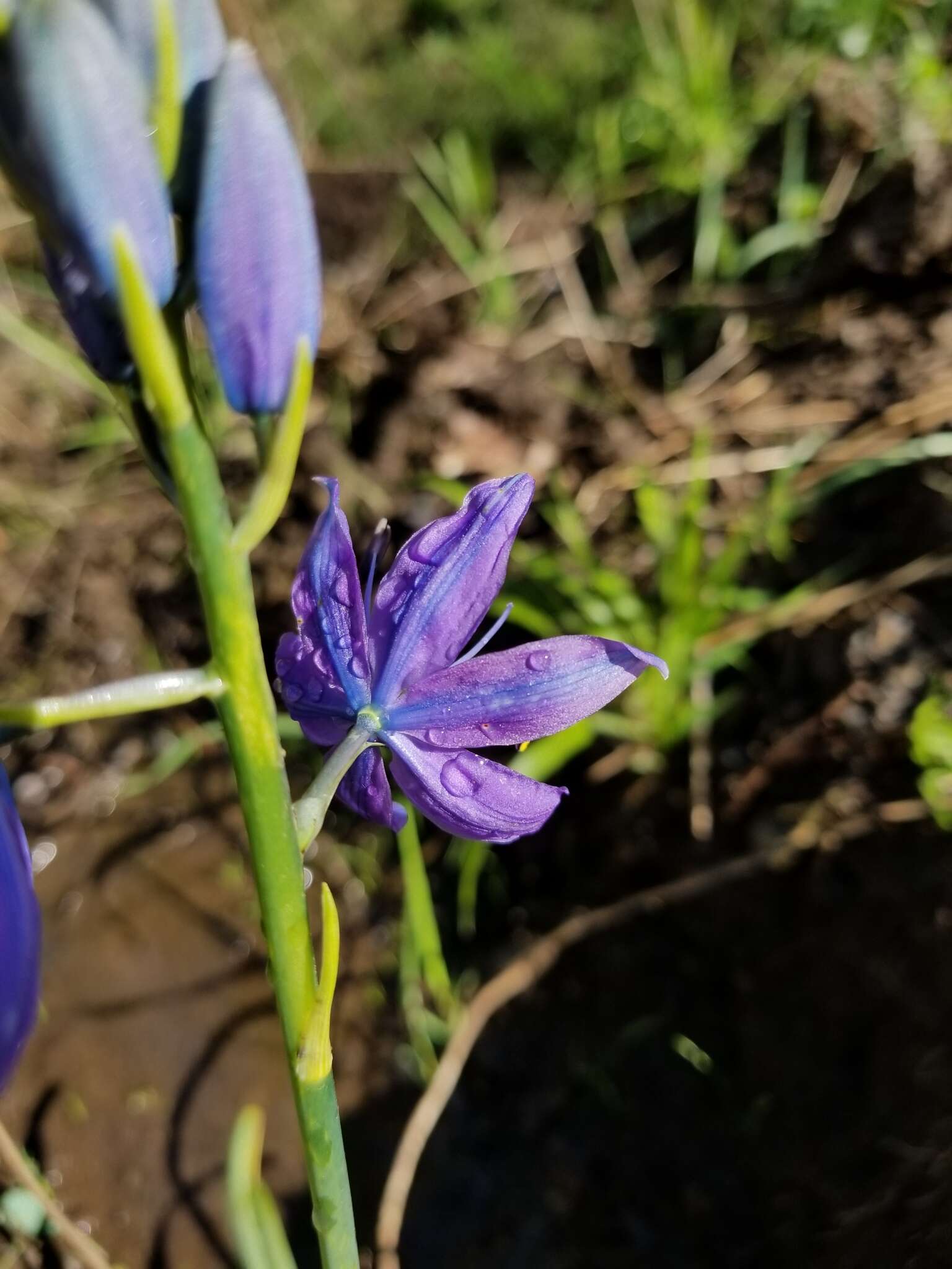 Image de Camassia leichtlinii subsp. suksdorfii (Greenm.) Gould