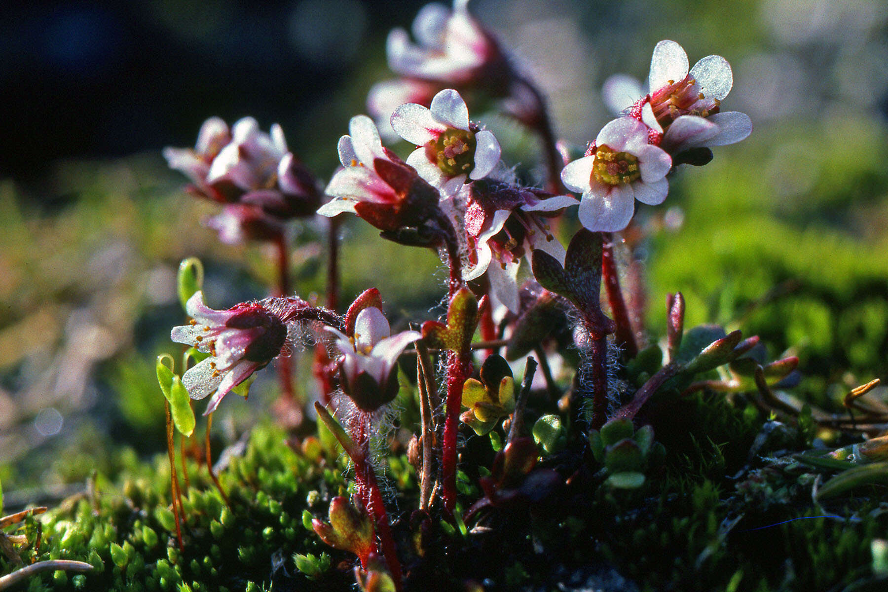 صورة Saxifraga hyperborea R. Br.