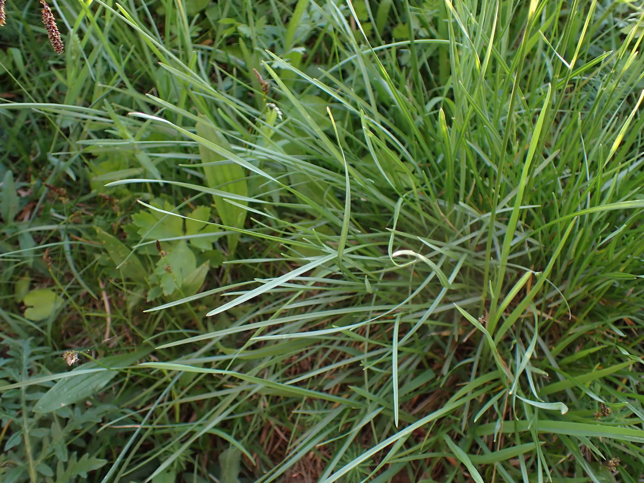 Image of Helictochloa pratensis (L.) Romero Zarco