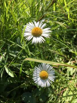 Image of large mountain fleabane