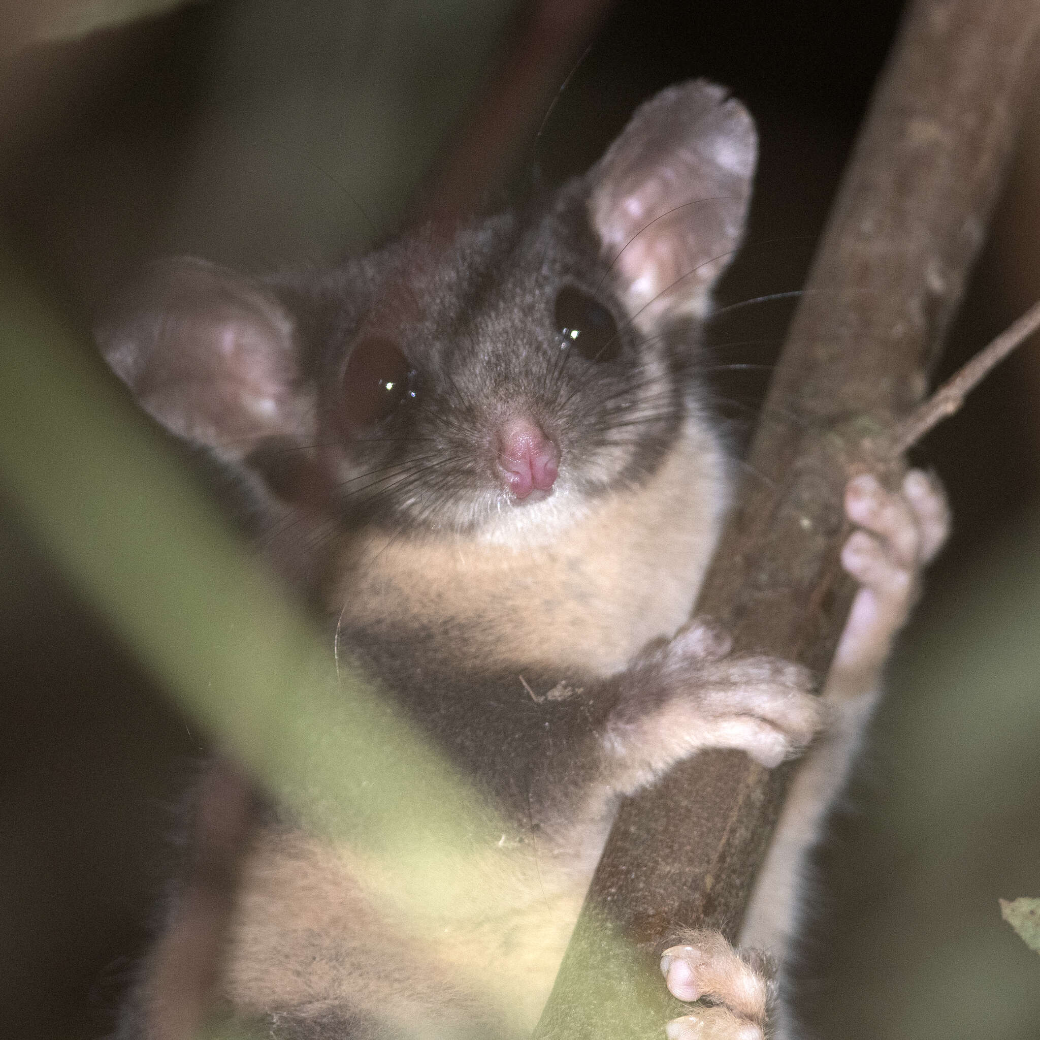 Image of Leadbeater's possum