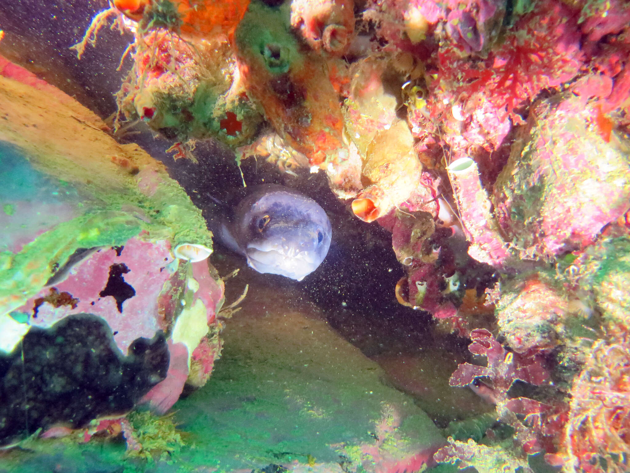 Image of Common conger-eel