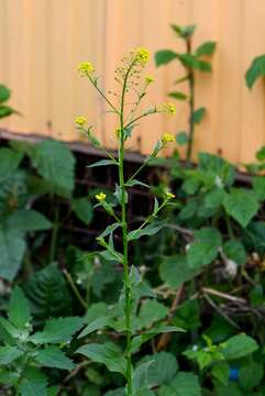 Image of ball mustard