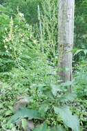 Image of Verbascum gracilescens Hub.-Mor.