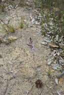 Image de Stylidium amoenum R. Br.