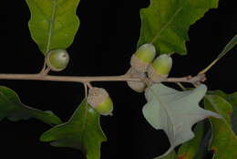 Imagem de Quercus stelloides E. J. Palmer