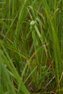 Image of Pterostylis micromega Hook. fil.