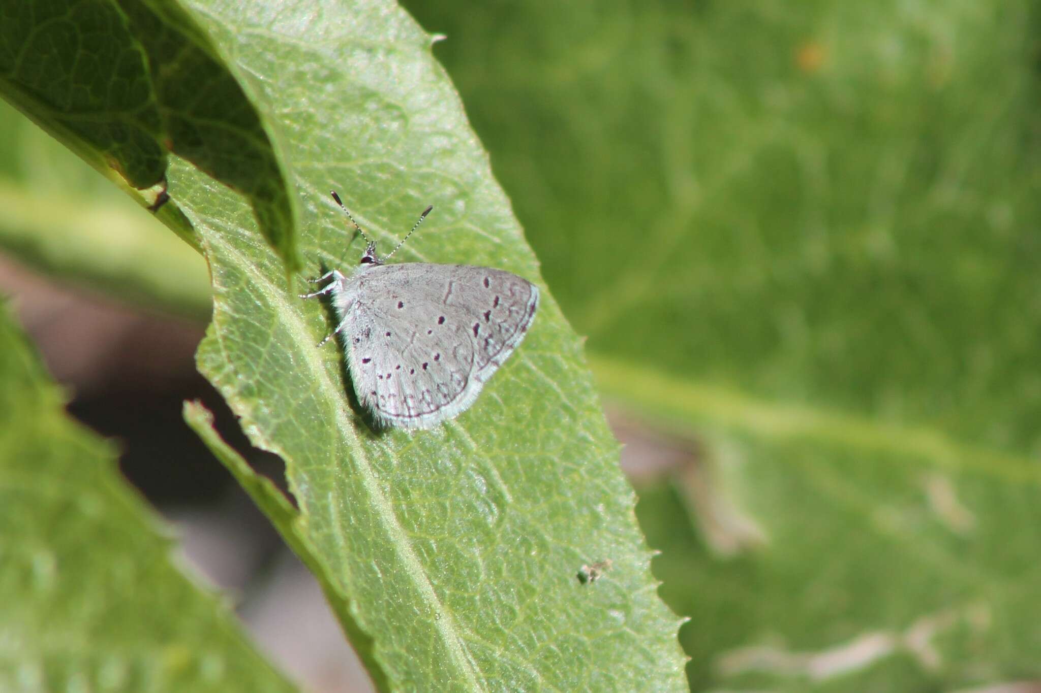 Image of Celastrina echo cinerea (W. H. Edwards 1883)