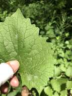 Image of Erysiphe cruciferarum Opiz ex L. Junell 1967