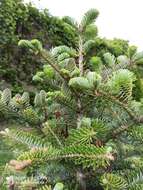 Image of Korean Fir