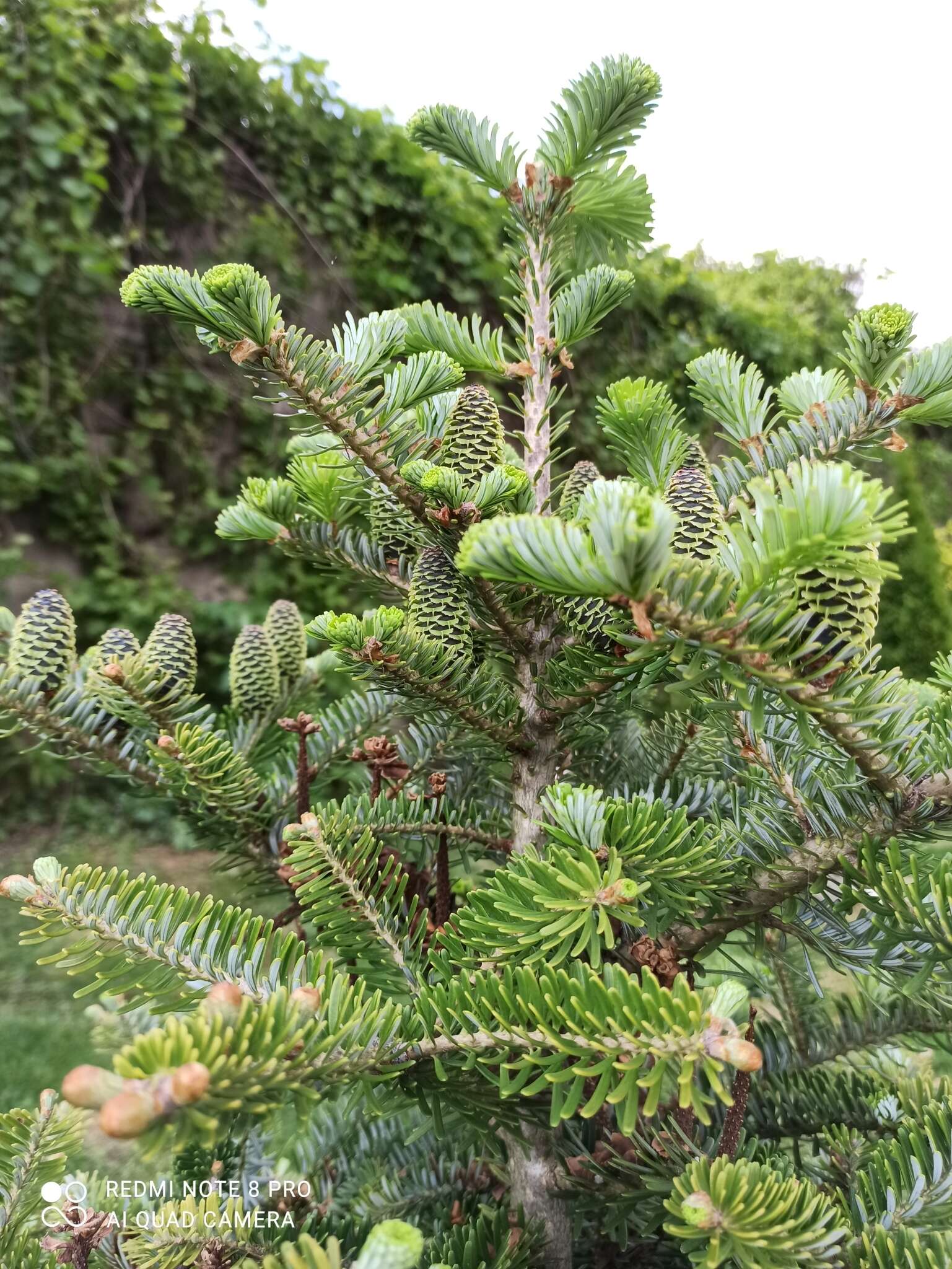 Image of Korean Fir