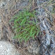 Image of Horkelia clevelandii var. brevibracteata