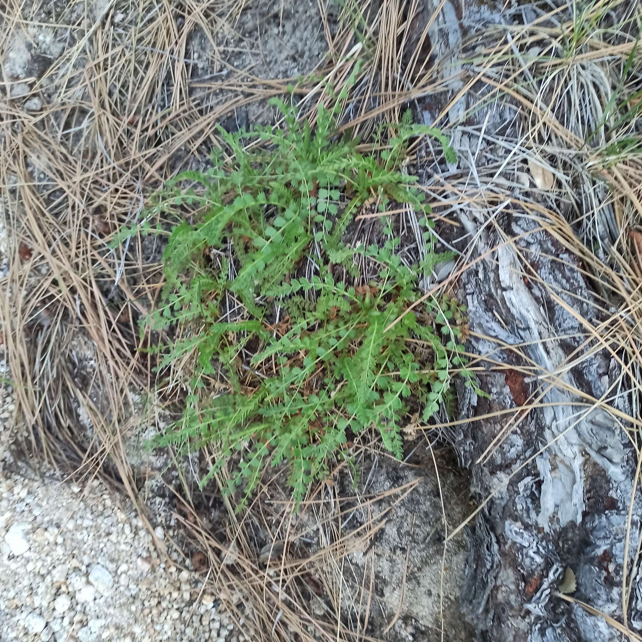 Image of Horkelia clevelandii var. brevibracteata