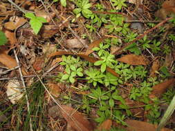 Image of fragrant bedstraw