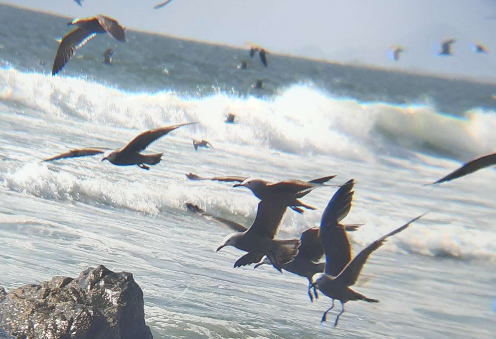 Image of Grey Gull