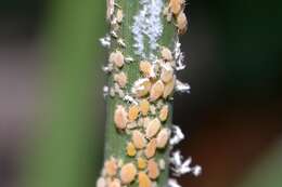 Image of Aphid