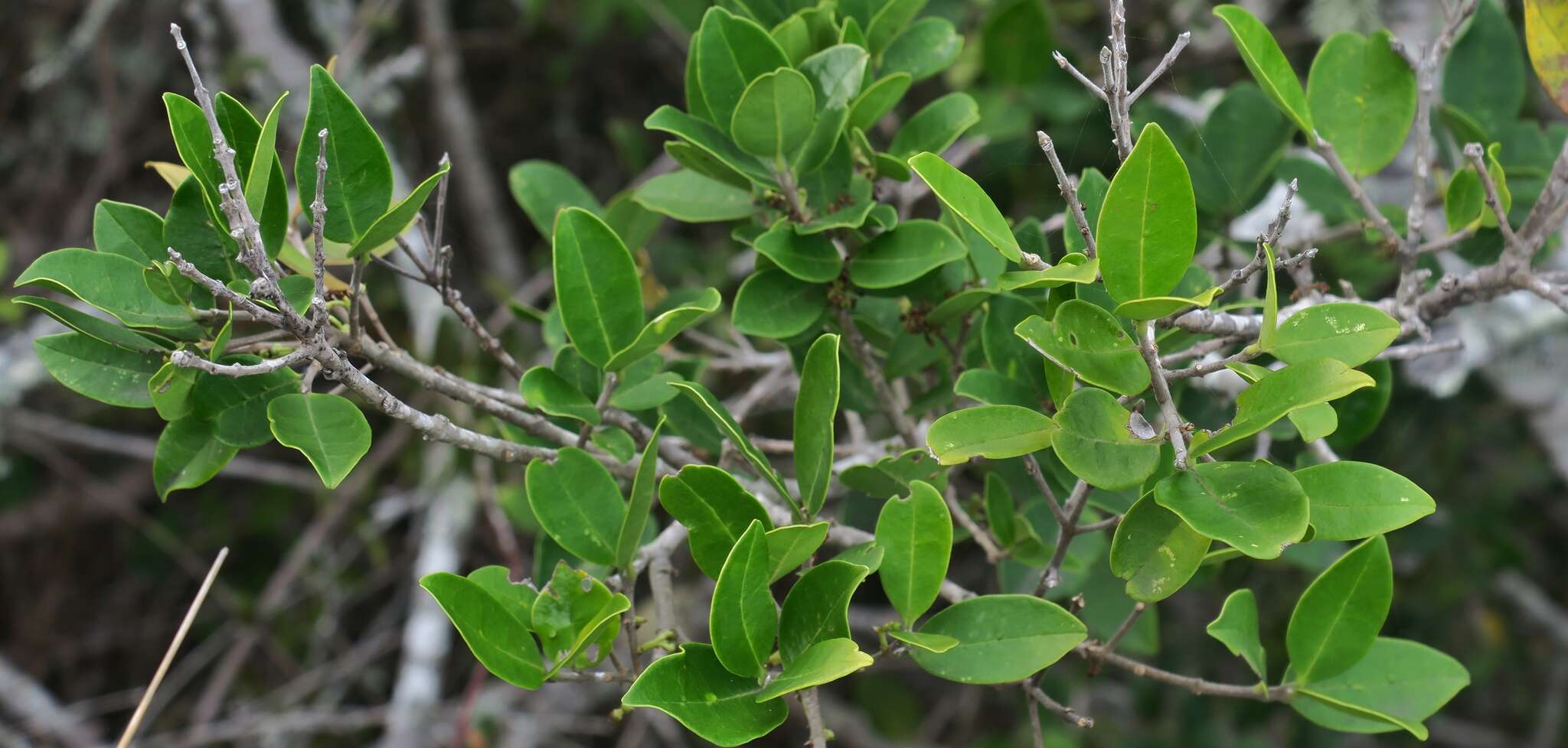 Image of Noronhia foveolata subsp. tomentella (I. Verd.) Hong-Wa & Besnard