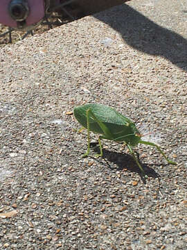 Image of Pterophylla