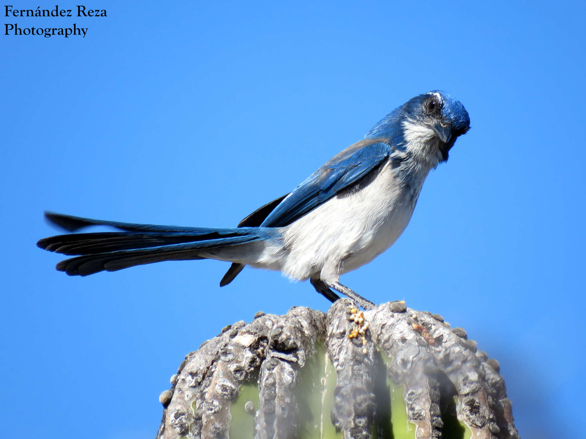 صورة Aphelocoma californica hypoleuca Ridgway 1887