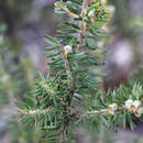 Image of Acacia torringtonensis Tindale