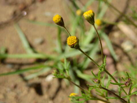 Image of manyflower false threadleaf