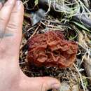 Imagem de <i>Gyromitra antarctica</i> Rehm