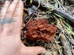 Image of <i>Gyromitra antarctica</i> Rehm