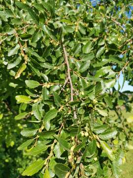 Image de Nothofagus obliqua (Mirb.) Oerst.