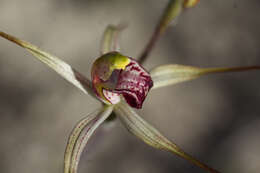 Image of Drooping spider orchid