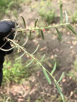 Image of Indigofera linifolia (L. fil.) Retz.