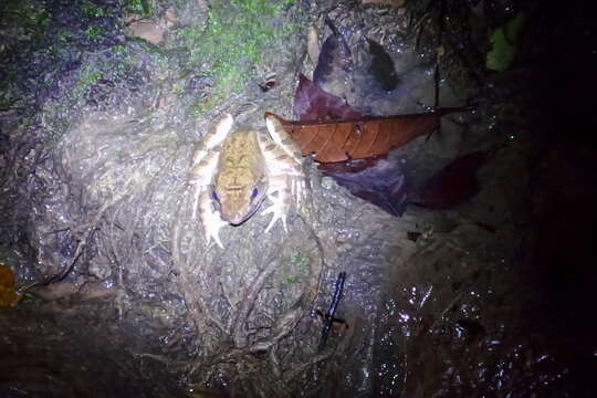 Image of Blyth's River Frog