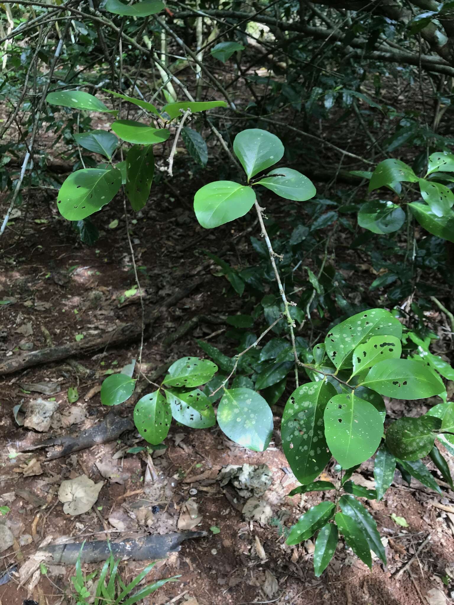 Image of Thompson's gymnosporia