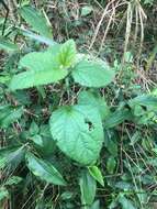 Image of Hibiscus fuscus Garcke