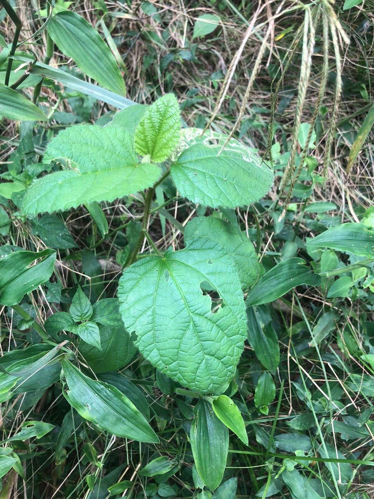 Image of Hibiscus fuscus Garcke