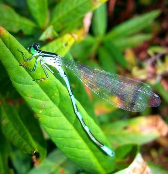 Image of Coenagrion lanceolatum (Selys ex Selys & McLachlan 1872)