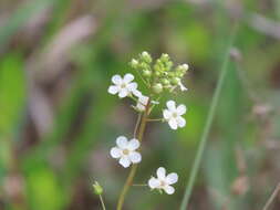 Image of limewater brookweed