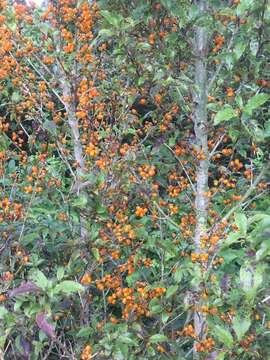 Imagem de Coprosma tenuifolia Cheeseman