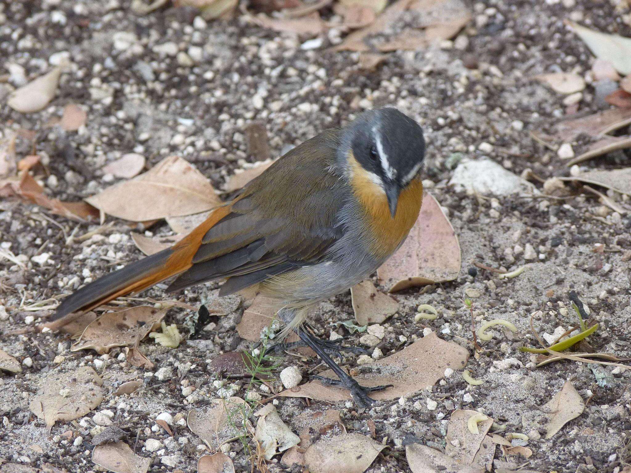 Image of Cossypha caffra caffra (Linnaeus 1771)