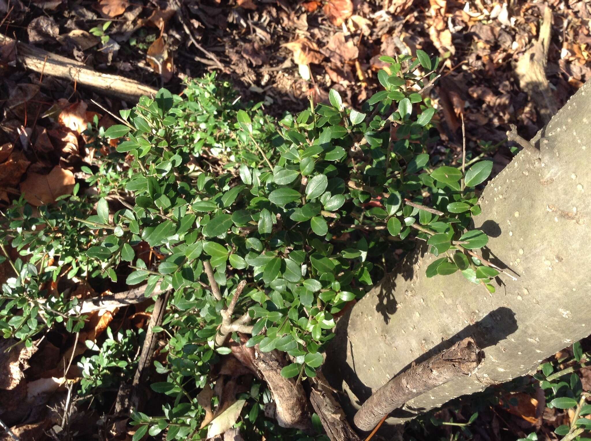 Image of Japanese holly