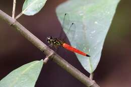 Image of Lyriothemis meyeri (Selys 1878)