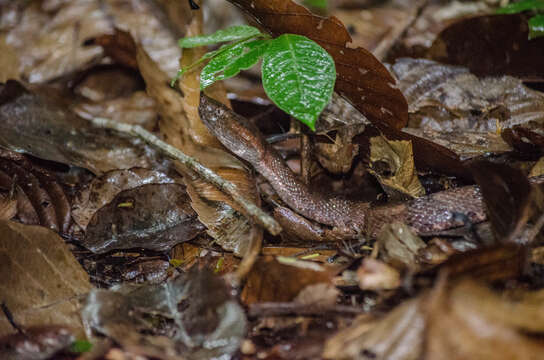 Image of Hognosed Pit Viper