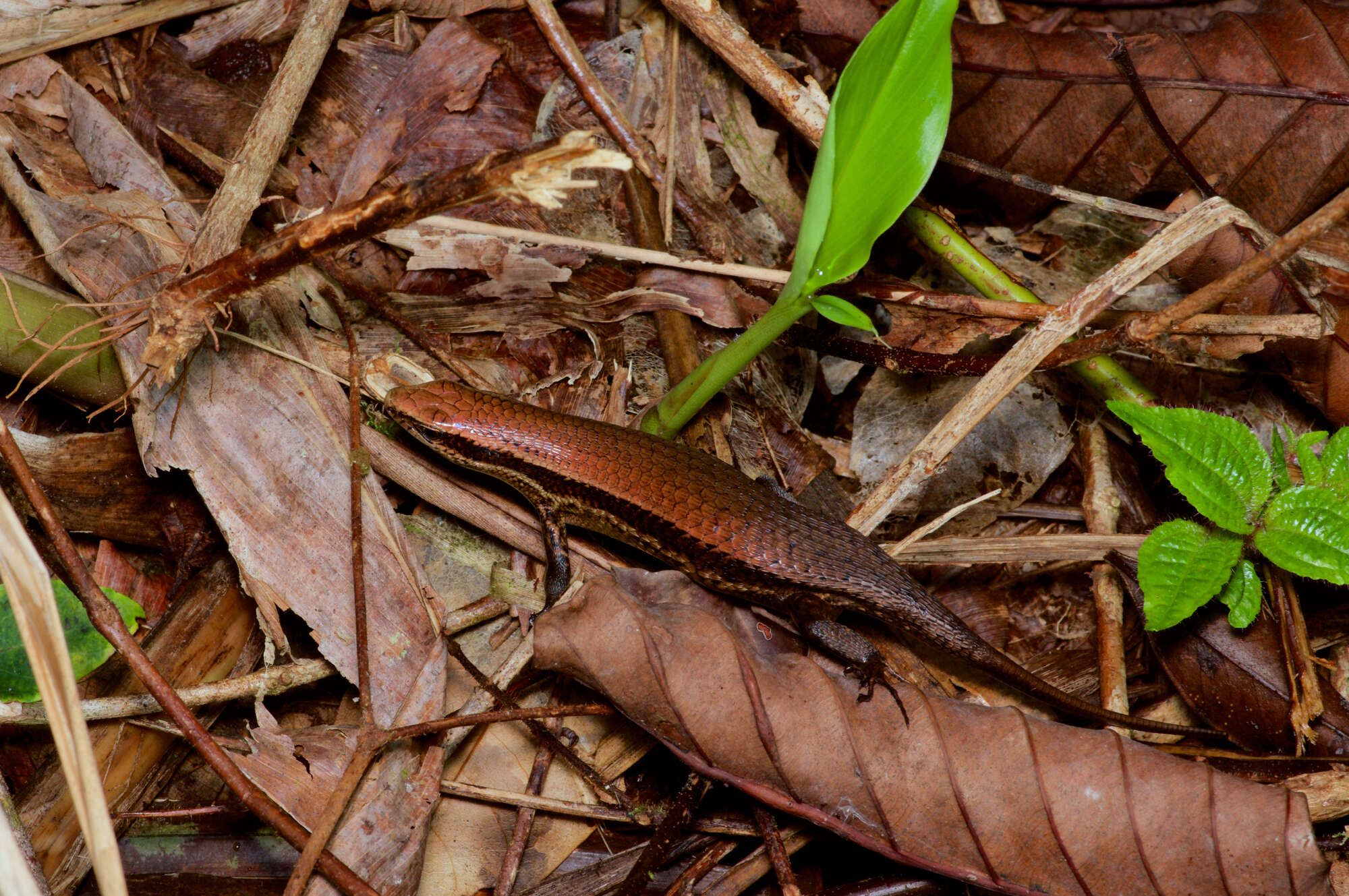 Imagem de Eutropis greeri Batuwita 2016