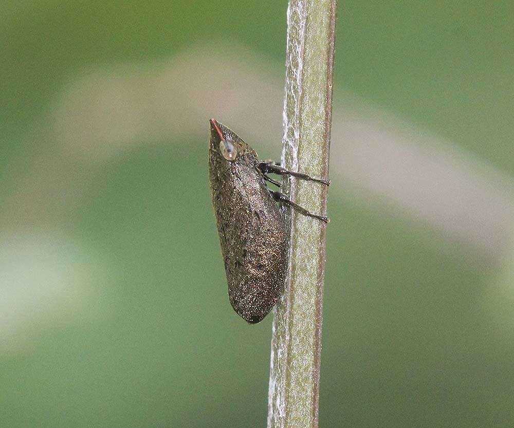 Image of Plinia ampla (Walker 1851)